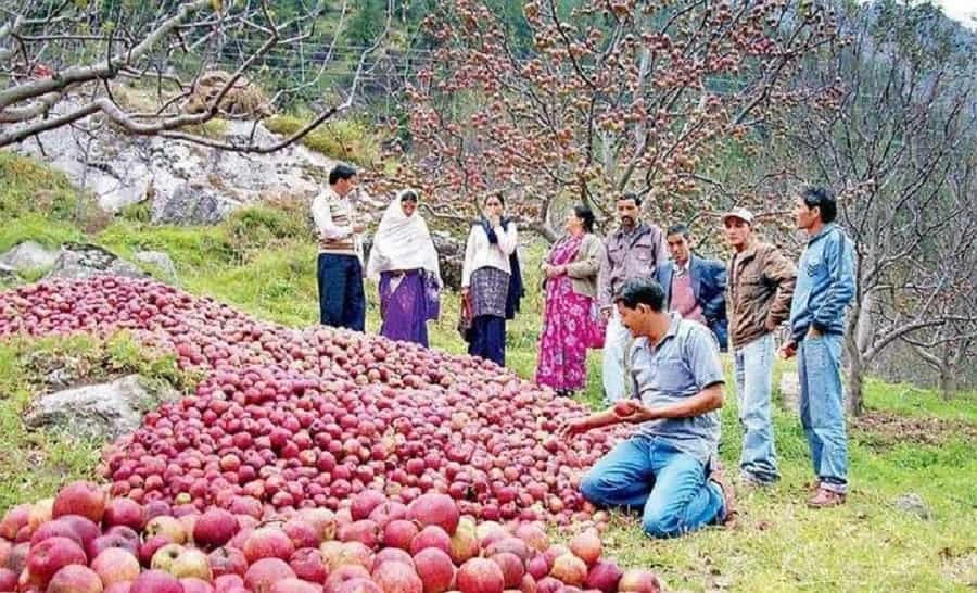 اگر حکومت کاشتکاروں کو تحفظ میں ناکام رہتی ہے تو اس کے اثرات نہ صرف کاشتکاروں بلکہ پوری وادی کو برداشت کرنا پڑیں گے