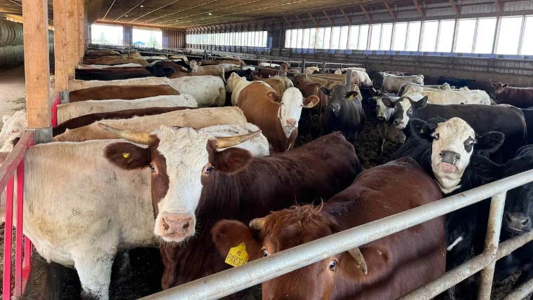 تاجکستان کے ساتھ میٹ ایکسپورٹ سے پاکستان کا لائیوسٹاک سیکٹر نئے مرحلے میں داخل ہو گیا ہے، معاہدے کے تحت ایک لاکھ تینتالیس ہزار ٹن حلال گوشت 14.5 ملین ڈالر میں برآمد کیا جائے گا