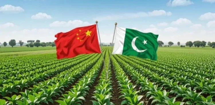 پاکستان اور چین نے زرعی شعبے میں تعاون کو نئی جہت دی ہے، جس کے تحت ایگریکلچر یونیورسٹی فیصل آباد اور چینی یونیورسٹی کے درمیان بایو ہیلتھ، اسمارٹ فارمنگ اور ٹیکنالوجی ٹرانسفر کے لیے نئے معاہدے طے پائے ہیںپاکستان اور چین نے زرعی شعبے میں تعاون کو نئی جہت دی ہے، جس کے تحت ایگریکلچر یونیورسٹی فیصل آباد اور چینی یونیورسٹی کے درمیان بایو ہیلتھ، اسمارٹ فارمنگ اور ٹیکنالوجی ٹرانسفر کے لیے نئے معاہدے طے پائے ہیںپاکستان اور چین نے زرعی شعبے میں تعاون کو نئی جہت دی ہے، جس کے تحت ایگریکلچر یونیورسٹی فیصل آباد اور چینی یونیورسٹی کے درمیان بایو ہیلتھ، اسمارٹ فارمنگ اور ٹیکنالوجی ٹرانسفر کے لیے نئے معاہدے طے پائے ہیں