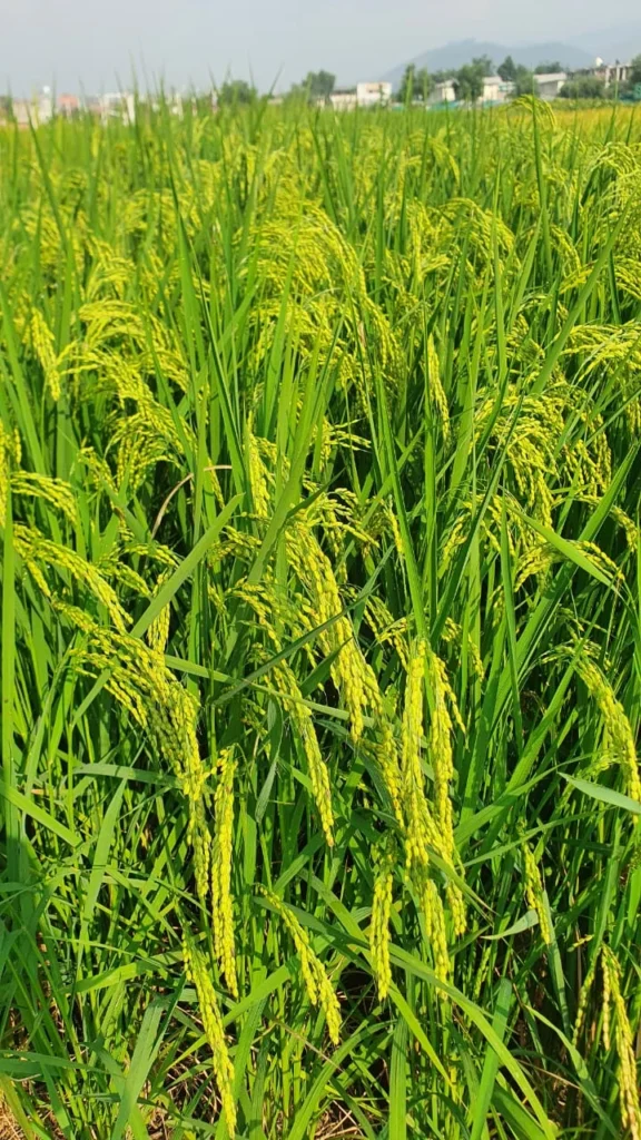 خیبر پختونخوا کے سرد علاقوں کے لیے چاول کی نئی قسم 'نئیم 2023' متعارف کروا دی گئی ہے، جو کم نائٹروجن اور کم وسائل کے باوجود فی ایکڑ 70 من تک پیداوار دینے کی صلاحیت رکھتی ہے