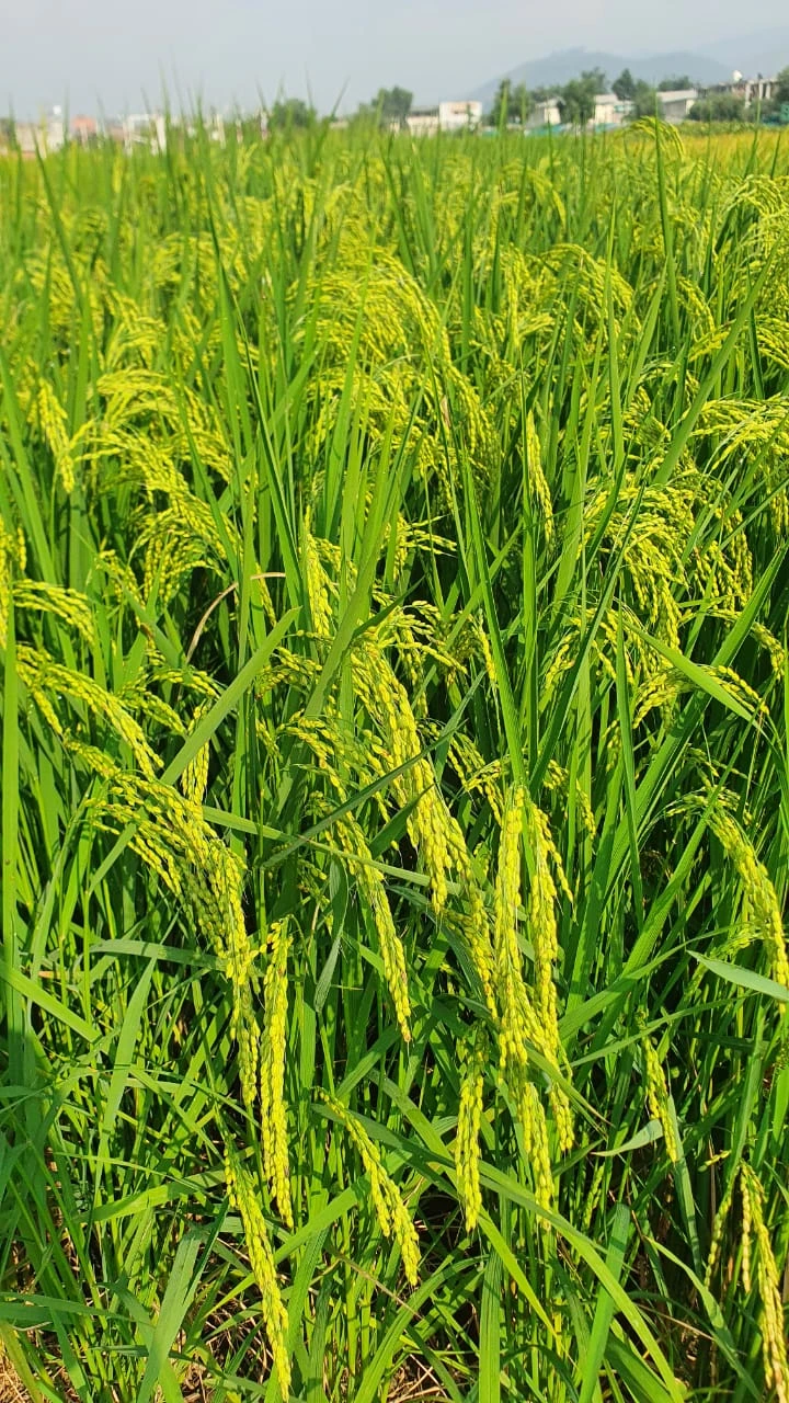 خیبر پختونخوا کے سرد علاقوں کے لیے چاول کی نئی قسم 'نئیم 2023' متعارف کروا دی گئی ہے، جو کم نائٹروجن اور کم وسائل کے باوجود فی ایکڑ 70 من تک پیداوار دینے کی صلاحیت رکھتی ہے