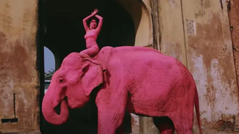 جے پور میں گلابی رنگ سے رنگی معمر ہتھنی 'چنچل' کی موت نے سوشل میڈیا پر ایک نیا تنازع کھڑا کر دیا ہے۔ غیر ملکی فوٹوگرافر پر الزامات کے بعد پوسٹ مارٹم رپورٹ اور عینی شاہدین کے بیانات نے حقائق واضح کر دیے