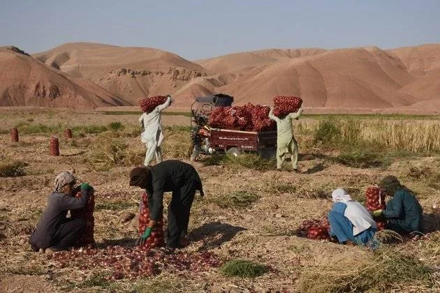 پاکستان کے ساتھ تجارتی راستوں کی بندش اور افغان طالبان کی انتہاپسندانہ پالیسیوں کے باعث افغان کسان شدید مالی بحران کا شکار ہو گئے ہیں اور پاکستانی منڈیوں تک رسائی نہ ہونے سے ان کی تیار فصلیں تباہ ہو رہی ہیں۔