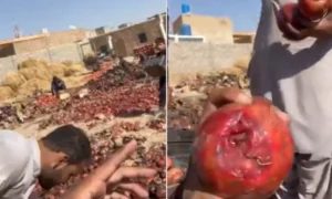 پاکستان سے تجارتی راستے بند، افغان انار گلنے سڑنے لگے