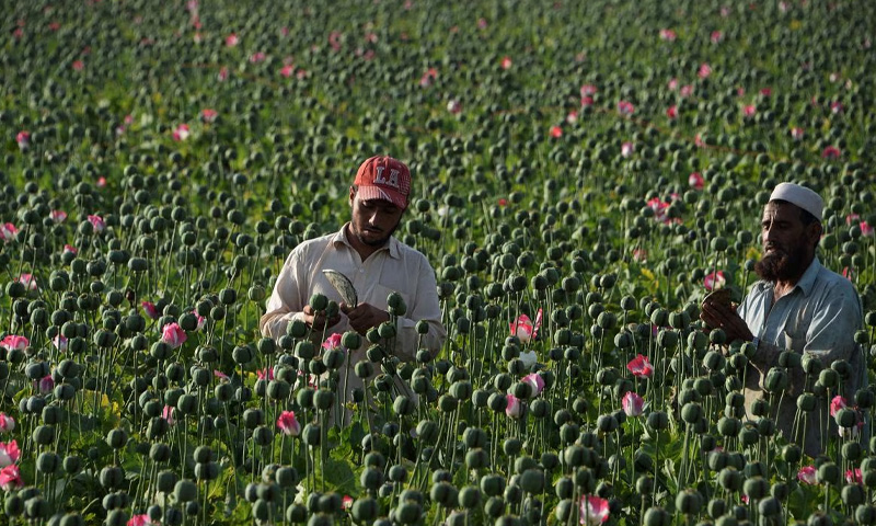 منشیات اور افغانستان